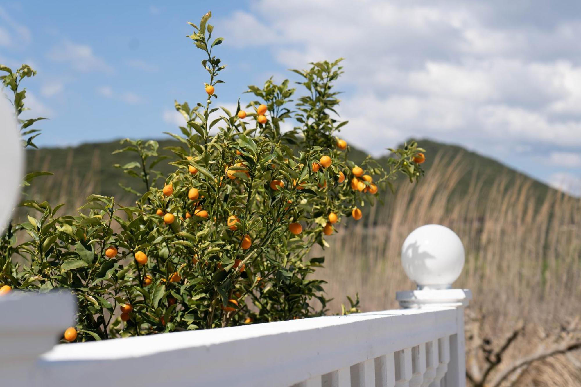 Hotel Alexandros อัมมูเดีย ภายนอก รูปภาพ